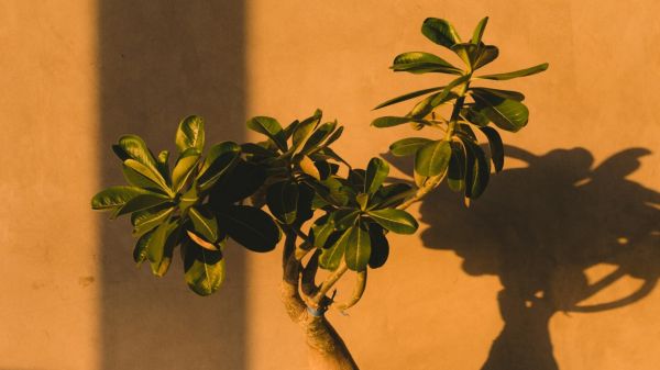 Csendes Elme - Transzcendentális Meditáció - Mély pihenés 2