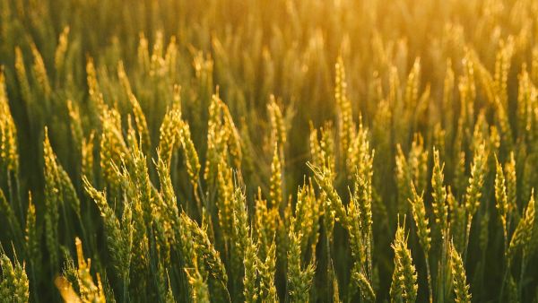 Csendes Elme - Transzcendentális Meditáció - Mély pihenés