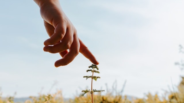 Csendes Elme - Transzcendentális Meditáció - Jobb Alvás