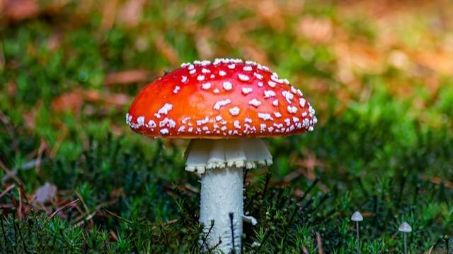 Csendes Elme - Transzcendentális Meditáció - Stresszkezelés