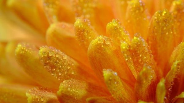 Csendes Elme - Transzcendentális Meditáció - Javuló egészség